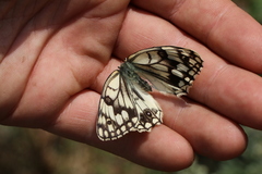 Melanargia russiae