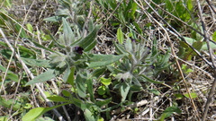 Nonea pulla