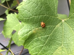 Harmonia axyridis