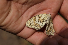 Melanargia russiae