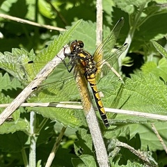 Leucorrhinia rubicunda