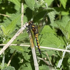 Leucorrhinia rubicunda