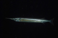 Dusky Sea Garfish photo 3