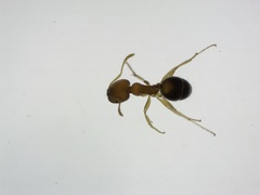 Trichomyrmex destructor