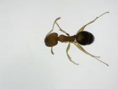 Trichomyrmex destructor