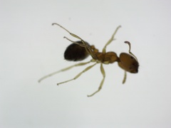 Trichomyrmex destructor