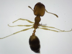 Trichomyrmex destructor
