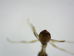 Trichomyrmex destructor