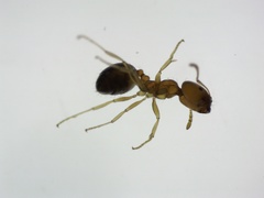 Trichomyrmex destructor