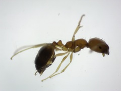 Trichomyrmex destructor