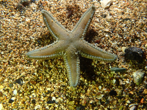 Astropecten platyacanthus