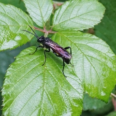 Macrophya blanda