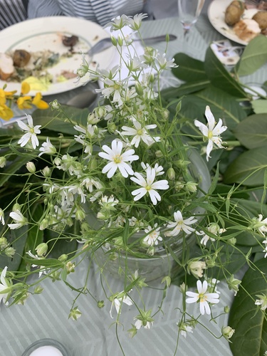 Stellaria holostea iNat (1)