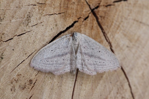 Representative image of Scopula emutaria