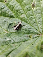 Pholidoptera griseoaptera
