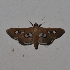 Omiodes odontosticta