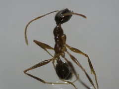 Pheidole