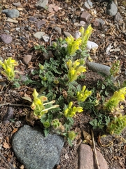 Scutellaria przewalskii