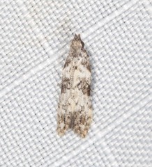 Hypatima baliodes