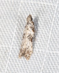 Hypatima baliodes