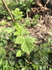 Rubus idaeus