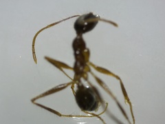 Pheidole