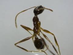 Pheidole