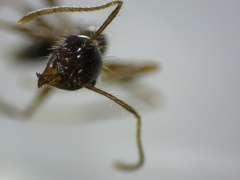 Pheidole