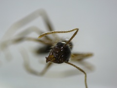 Pheidole