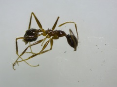 Pheidole