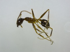 Pheidole
