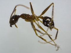 Pheidole