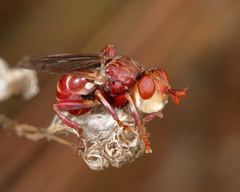 Myopa clausa