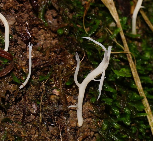 Clavulina subrugosa image