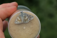 Muschampia tessellum
