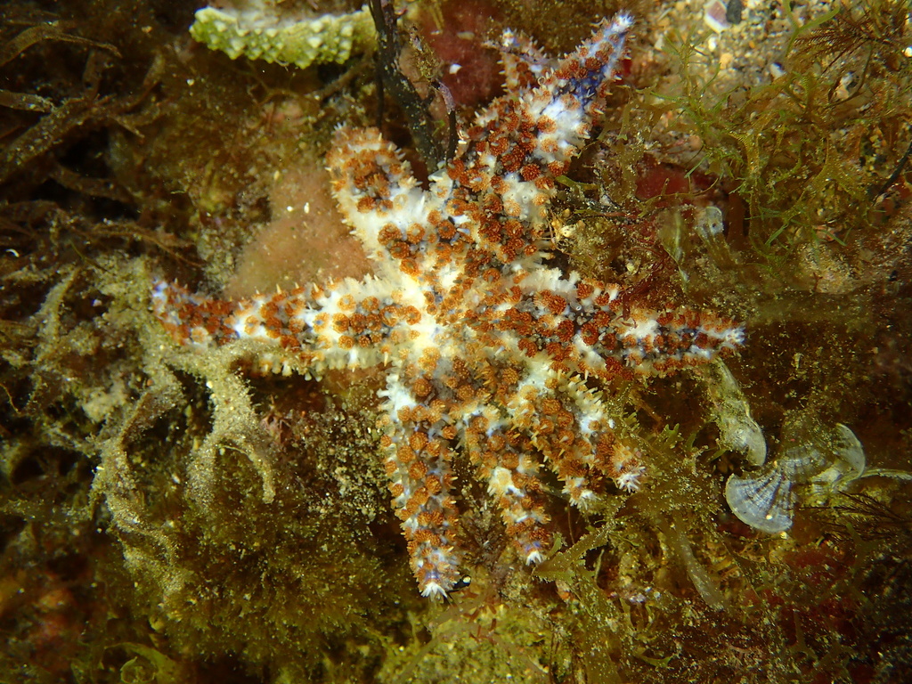 blue spiny starfish