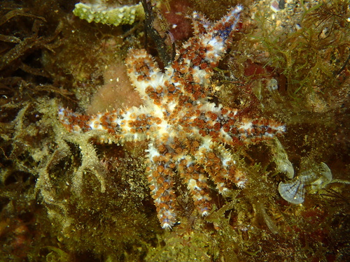 blue spiny starfish