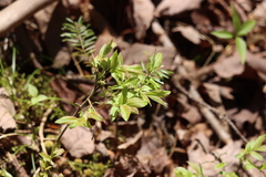 Vaccinium myrtilloides image