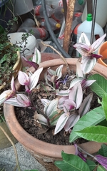 Tradescantia zebrina