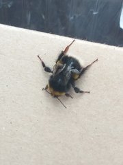 Bombus
