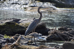 Ardea herodias
