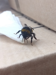 Bombus
