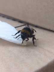 Bombus