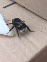 Bombus