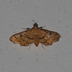 Glycythyma
