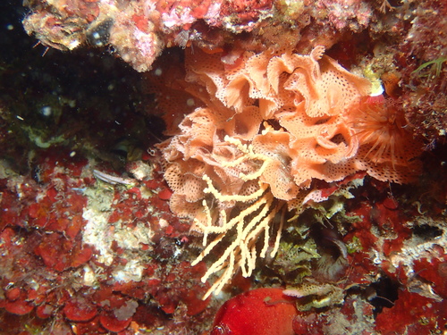 Reteporella grimaldii