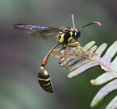 Eustenogaster micans