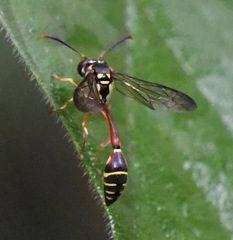 Eustenogaster micans