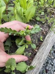 Senecio vulgaris