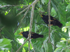 Ampeliceps coronatus